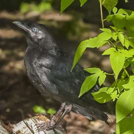 The Crow that Knows Us